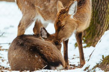 A couple of deer in love, deer kissing his companion