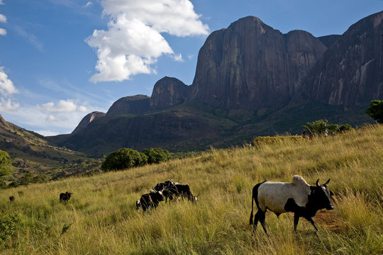 Zebu cattle, Tsaranoro Massif, southern Madagascar