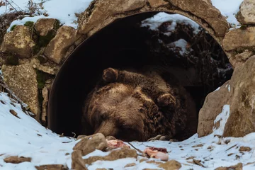 Fotobehang Beer Brown bear sleeping in the cave  © Creaturart