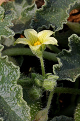 cocomero asinino (Ecballium elaterium)