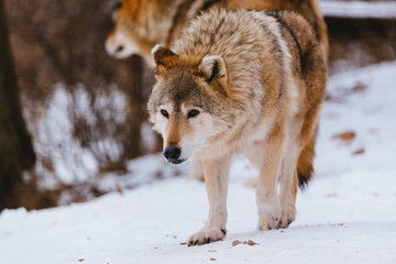 Wolf in the winter forest