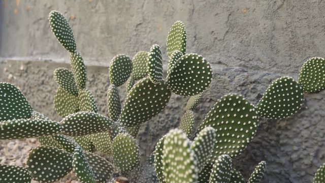 Cactus in the garden | Spain