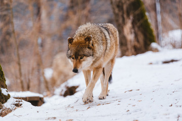 Wolf in the winter forest