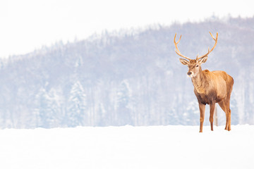noble deer male in winter snow