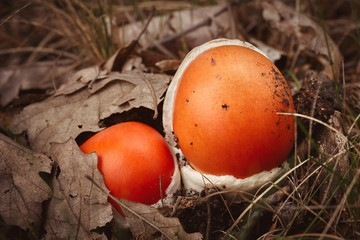 Close up of red caesar mushroom in the autumn forest