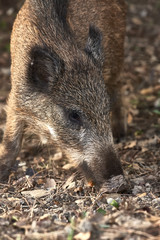 Close up of young wild boar on the forest