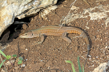 lucertola campestre (Podarcis sicula)