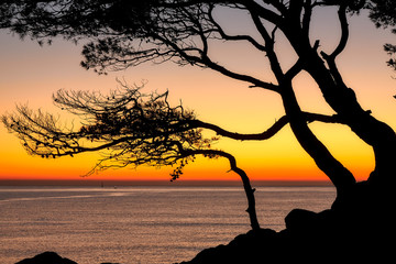 Beautiful sunrise color over the coastal in a Spanish Costa Brava with pine tree silhouette