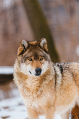 Fototapeta na wymiar Wolf in the winter forest