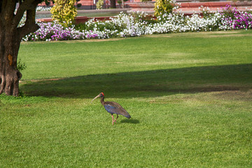 Sacred IBIS (Black ibis, Pseudibis papillosa)