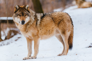 Wolf in the winter forest