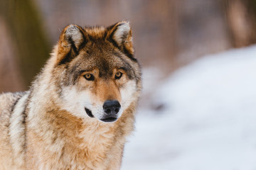 Wolf in the winter forest