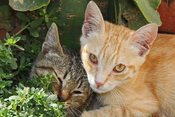 tenerezze tra fratelli; gattini a Polignano
