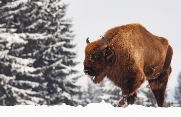 european bison (Bison bonasus) in natural habitat in winter