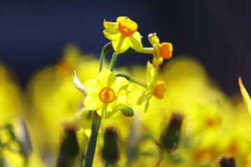Fototapeta premium 黄色い水仙
