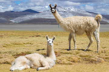 Alpaca nella laguna di Salinas, Arequipa, Perù © Emiliano