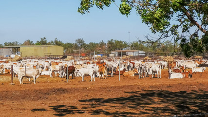 large herd of australian brahman beef cattle are held at a cattle yard