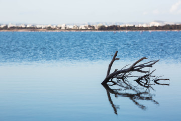 Fototapeta premium Dry trees submerged in the lake. The branches without leaves are reflected in the calm of the water on the blue salt lake of Cyprus in the city of Larnaca