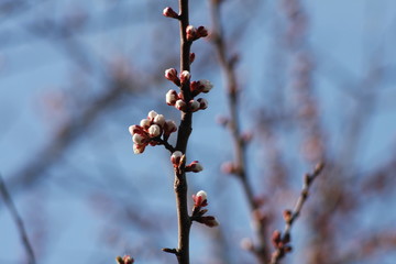 branch of tree in winter