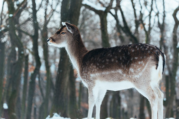 Female fallow deer in winter forest