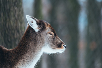 Female fallow deer in winter forest