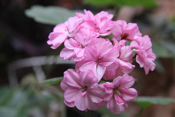 pink flowers in the garden