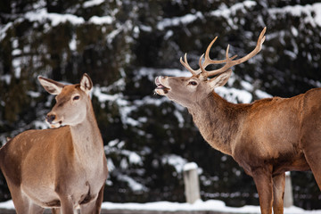 roe deer and noble deer stag in winter snow