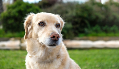 labrador retriever portrait on green grass lawn blurred background
