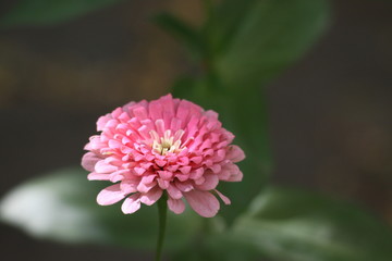 pink flower in garden