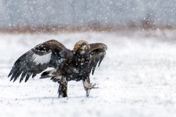 Golden Eagle (Aquila chrysaetos)