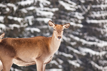roe deer in winter snow
