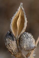 Close up of structure of empty winter milkweed pod plant in middle of other pods