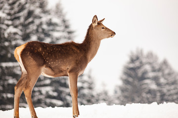 roe deer in winter snow