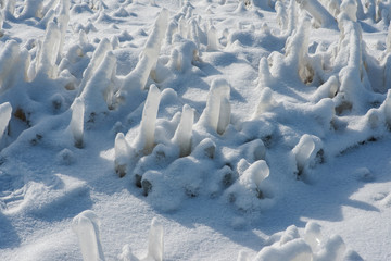 Frozen dried grass vegetations  covered with thick layer of hoar frost and  white snow on a sunny winter day.