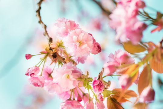 Beautiful nature scene with blooming cherry tree in spring