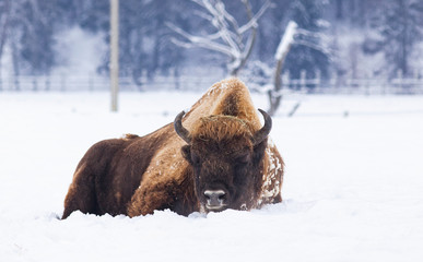 european bison (Bison bonasus) in natural habitat in winter © Melinda Nagy