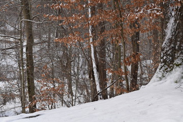 a peaceful view of the woodlands of hocking hills