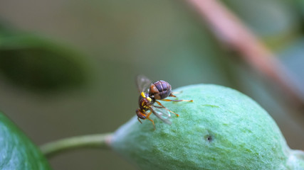 close up of a queensland fruit fly laying eggs in a ripe fruit