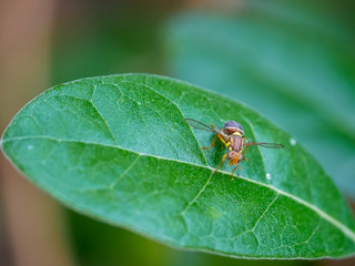 queensland fruit fly on a feijoa leaf