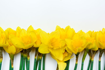 Spring floral background with yellow daffodil flowers