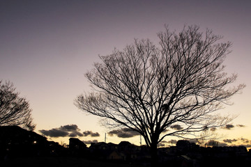 日没時の枯れ木のシルエット