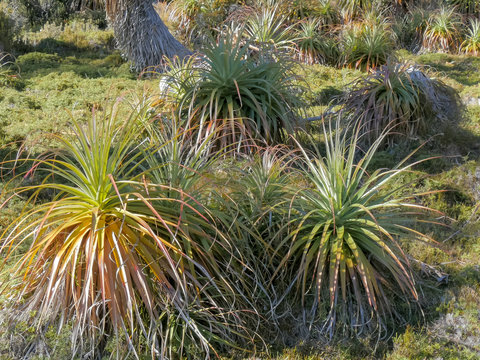 Close View Of A Grove Of Young Pandani Plants