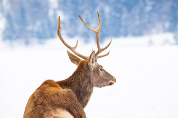 noble deer male in winter snow