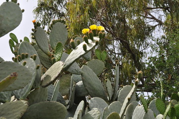 The beautiful Prickly Pear in farmland
