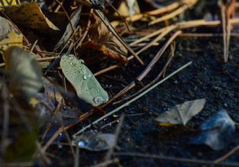 water droplets on leaf