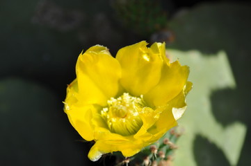 The beautiful Prickly Pear in farmland