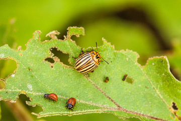 close-up Colorado potato beetle and larvae on the green leaves of potatoes in the garden sunlight