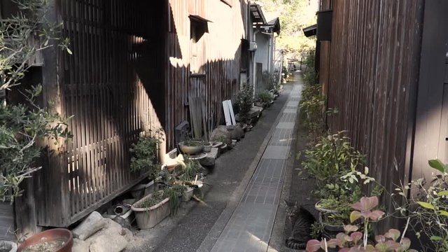 Alleyway through old traditional Japanese family homes with potted plants and cat on warm afternoon.