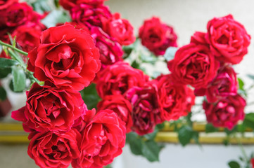 red rose bush flowers