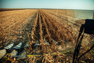 Combine harvesting corn